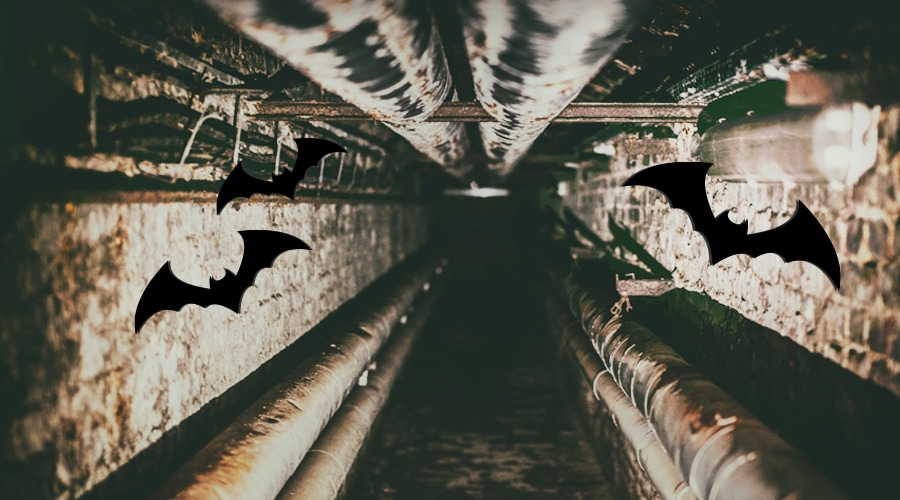 Bats fly out from gurgling pipes in the attic
