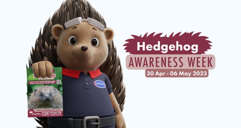 Hedgehog awareness week