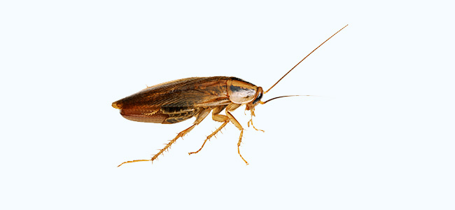 Cockroach