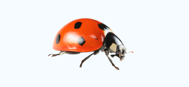 Ladybird