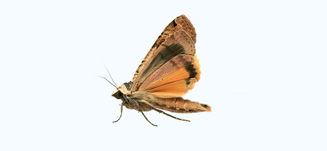 Moth