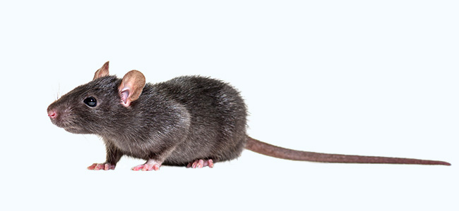 Rat