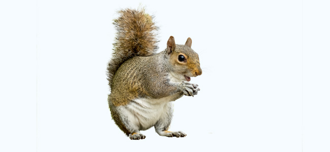 Squirrel