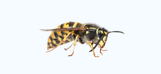 Wasps