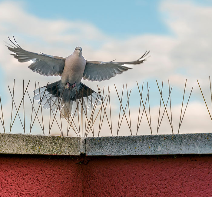 Bird spikes