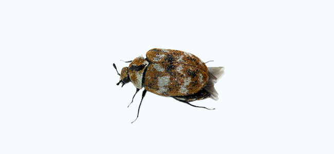 Carpet Beetle