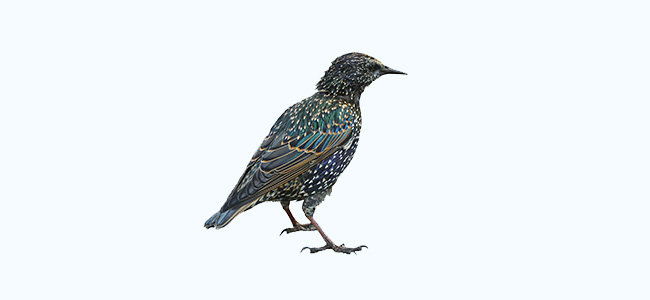 Common Starling