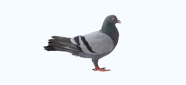 Common wood pigeon