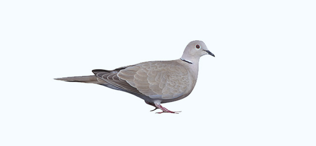 Eurasian collared Dove