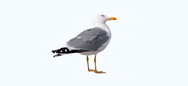 Herring Gulls