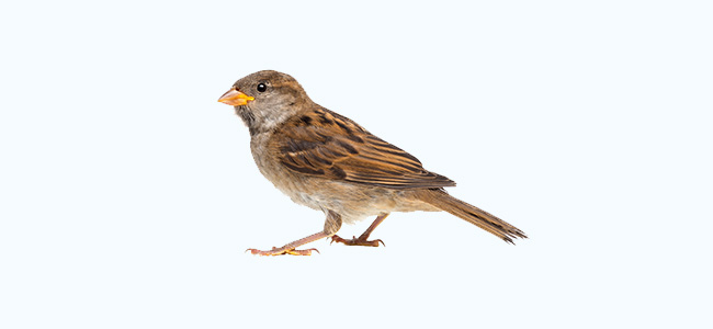 House Sparrow