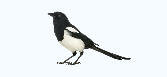 Magpie