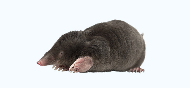 Mole