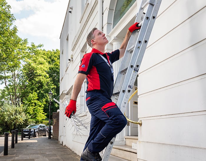 Pimlico pest control technician walking up ladder with bird spikes