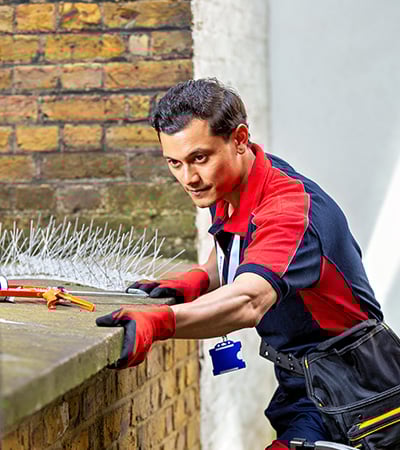 Pimlico pest control technician with bird spikes